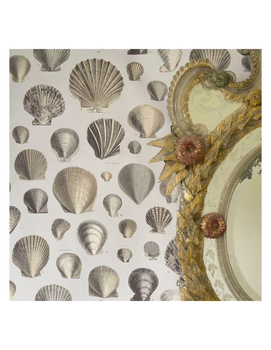 Papier peint Captain Thomas Browns Shells Oyster, John Dorian Papier Peint Captain Thomas Browns Shells Oyster, John Dorian -Deco En Ligne Magasin papier peint captain thomas browns shells oyster john dorian 2
