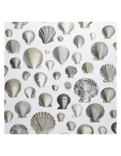 Papier Peint Captain Thomas Browns Shells Oyster, John Dorian