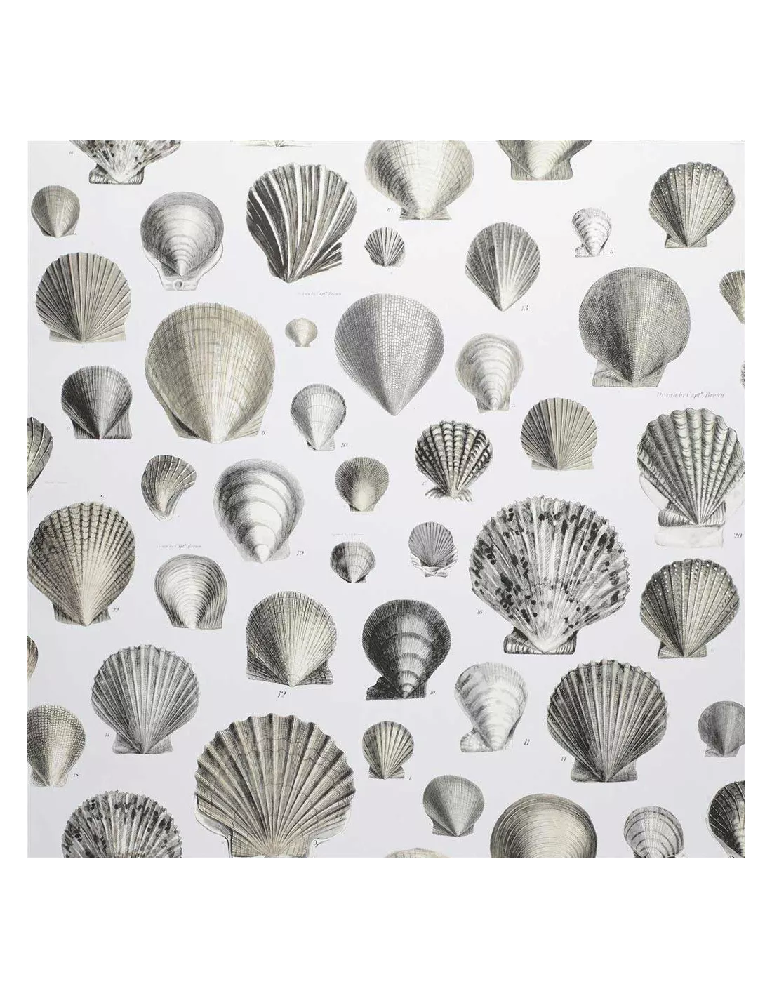 Papier peint Captain Thomas Browns Shells Oyster, John Dorian Papier Peint Captain Thomas Browns Shells Oyster, John Dorian -Deco En Ligne Magasin papier peint captain thomas browns shells oyster john dorian