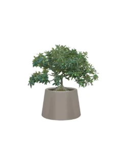 Pot De Fleur Sardana 12 Coloris, Qui Est Paul